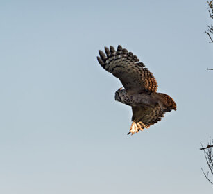 Gufo reale maculato (Bubo africanus) Spotted Eagle Owl, De Hoop NR