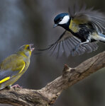 Verdone e Cinciallegra. Polonia, Poland Greenfinch (Carduelis chloris) and Great Tit (Parus major) 