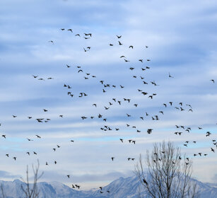 Anatre, Ducks Racconigi (Cn)