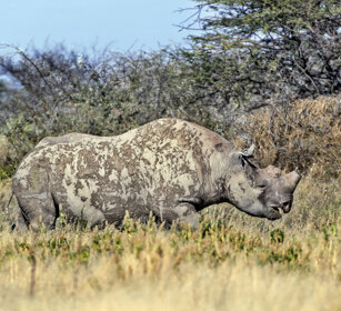 Rinoceronte nero (Diceros bicornis), Black Rhino Etosha NP
