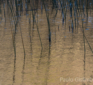 riflessi nella laguna Capri PN Los Glaciares, Argentina