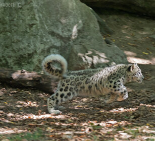 Leopardo delle nevi, Snow Leopard giovane, juvenile