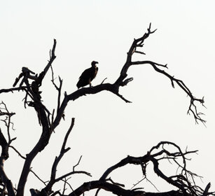 Avvoltoio del Capo (Gyps coprotheres) Cape Griffon or Cape Vulture, Kruger NP