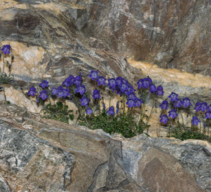 Campanule, bellflowers