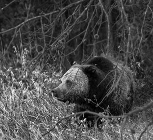 Grizzly, Yellowstone