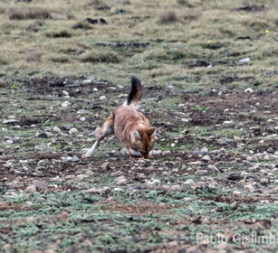 Lupo del Simien (Canis simiensis), Simien Wolf caccia, hunting, Sanetti plateau