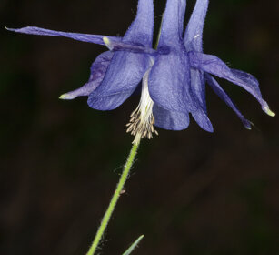 Aquilegia