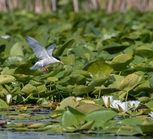 Sterna (Sterna hirundo) Common Tern Sterna (Sterna hirundo) Common Tern