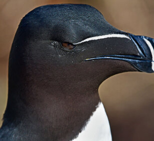 Gazza marina, Razorbill Norvegia, Hornoia. Norway, Hornoia Gazza marina, Razorbill Norvegia, Hornoia. Norway, Hornoia