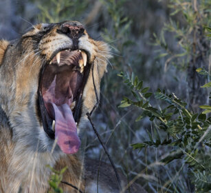 Leonessa, Lioness Etosha NP