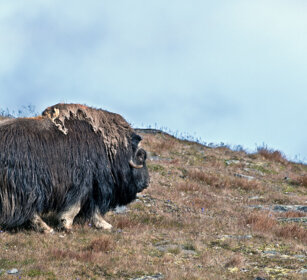 Bue muschiato (Ovibos moschatus), Muskox parco nazionale di Dovrefjell, Dovrefjell NP