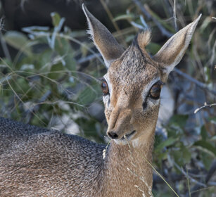 Dik-dik (Madoqua kirkii), Damara Dik Dik Etosha NP