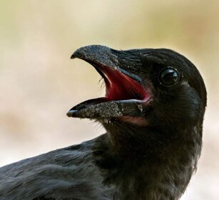 Corvo imperiale (Corvus corax) Raven Corvo imperiale (Corvus corax) Raven