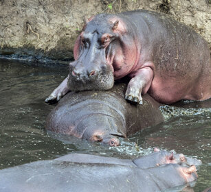 accoppiamento di Ippopotami Hippopotamus amphibius mating Hippos, Serengeti NP