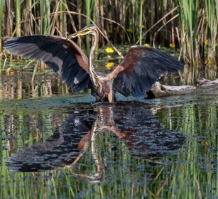 Airone rosso (Ardea purpurea) Purple Heron Airone rosso (Ardea purpurea) Purple Heron