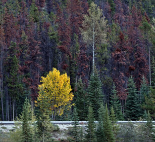 Trees, Jasper NP