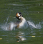 Svasso maggiore (Podiceps cristatus) Great Crested Grebe, Avigliana lake
