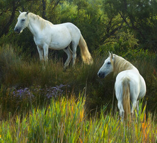 Cavalli, horses Camargue, St. Maries de la mer