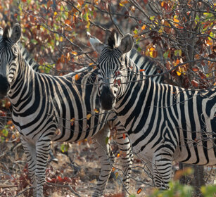 Zebre comuni (Equus quagga), Common Zebras PN Kruger, Kruger NP