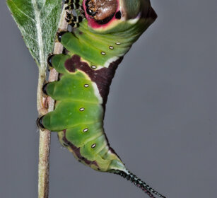 bruco di Arpia (Cerura vinula) dopo la 4° muta Puss Moth caterpillar after the 4th ecdysis