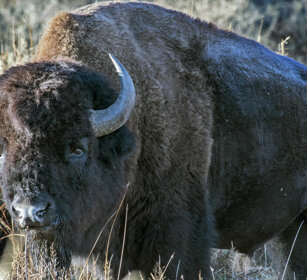Bisonte, Bison, Buffalo PN di Yellowstone, Yellowstone NP