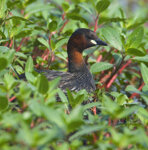 Tuffetto (Tachybaptus ruficollis), Little Grebe