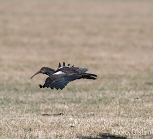 Ibis caruncolata (Bostrychia hagedash) Hadada Ibis