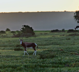 Antilope dorcade (Damaliscus pygargus), Bontebok Riserva naturale De Hoop, De Hoop natural reserve