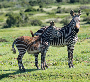 Zebre di montagna del Capo (Equus zebra zebra) Cape Mountain Zebras, De Hoop NR
