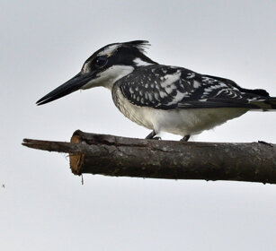 Martin pescatore bianco e nero (Ceryle rudis) Pied Kingfisher, lago Awasa, lake Awasa