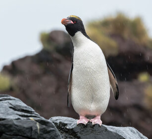 Pinguino (Eudyptes chrysolophus) Macaroni Penguin