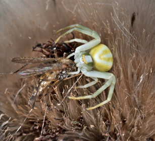 Ragno-granchio (Misumena vatia) con preda Crab-spider with its prey, Bardonecchia (To)