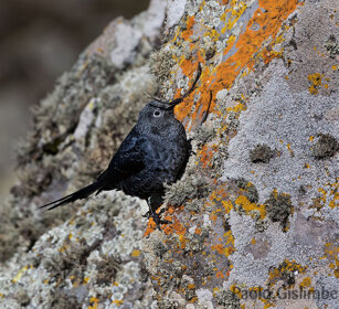 Storno beccosottile (Onychognathus tenuirostris) Slender-billed Starling, Sanetti plateau