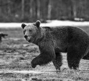 Orso bruno, Brown Bear Finlandia, Finland
