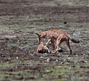 Lupi del Simien juv. (Canis simiensis) Simien Wolves juv., Sanetti plateau