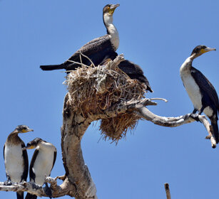 Cormorani (Phalacrocorax carbo), Great Cormorants lago Zway, lake Zway