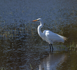 Airone bianco maggiore (Egretta alba) Great White Egret, lago Zway, lake Zway