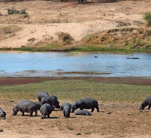 Ippopotami (Hippopotamus amphibius), Hippos fiume Letaba, Letaba river, Kruger NP