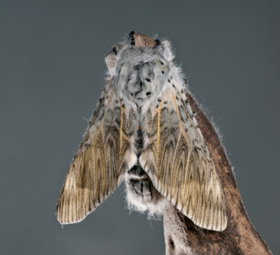 Arpia (Cerura vinula), Puss Moth