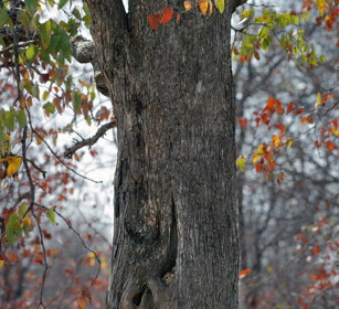 Scoiattolo di Smith (Paraxerus cepapi) nella tana Smith's Bush Squirrel in its hiding place, Kruger NP