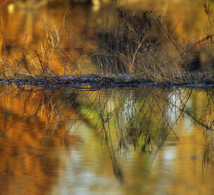 autunno in palude, autumn in a marsh