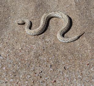 Vipera della sabbia (Bitis peringueyi) Peringuey's Adder, Swakopmund