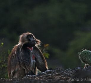 maschio di Gelada, male Gelada Baboon Debre Libanos