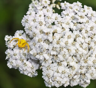 Ragno-granchio (Thomisus onustus), Crab Spider valle Susa, Susa valley