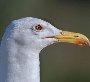Gabbiano reale (Larus argentatus) Herring Gull Gabbiano reale (Larus argentatus) Herring Gull