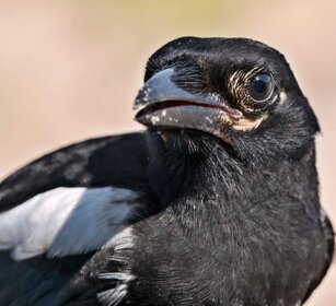 Gazza (Pica pica) Magpie Gazza (Pica pica) Magpie