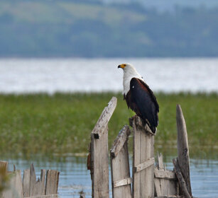Aquila pescatrice africana (Haliaeetus vocifer) African Fish-eagle, lago Awasa, lake Awasa