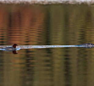 Goosanders, Maligne lake, Jasper NP