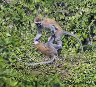Cercopitechi verdi (Chlorocebus pygerythrus) Vervet Monkeys, Serengeti NP