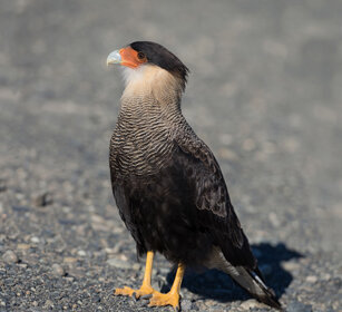 Caracara (C. plancus), Southern Caracara PN Los Glaciares, Argentina